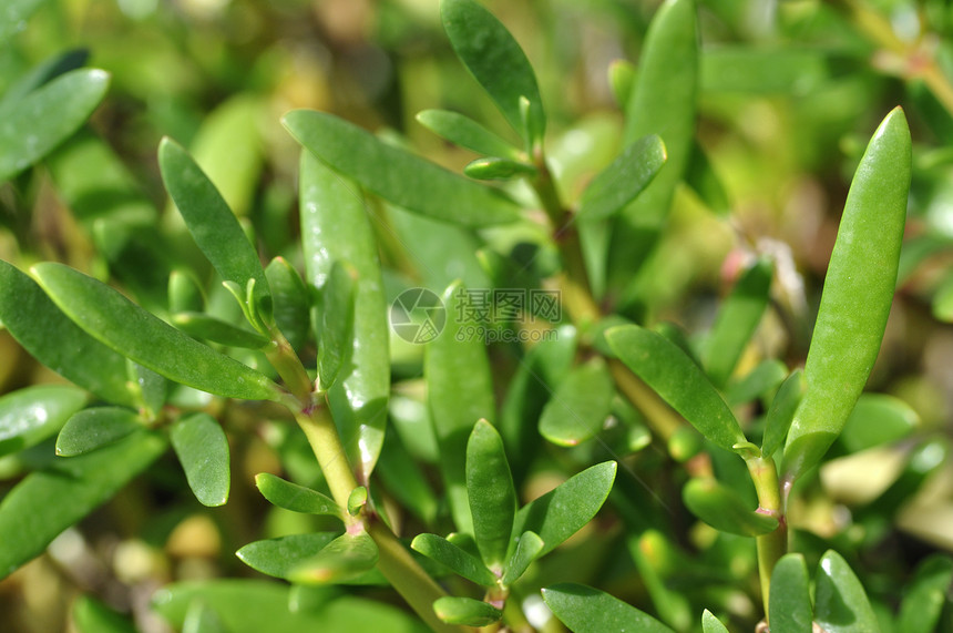 海浦尔斯兰绿色饲料水平荒野肉质树叶宏观杂草植物植物学图片