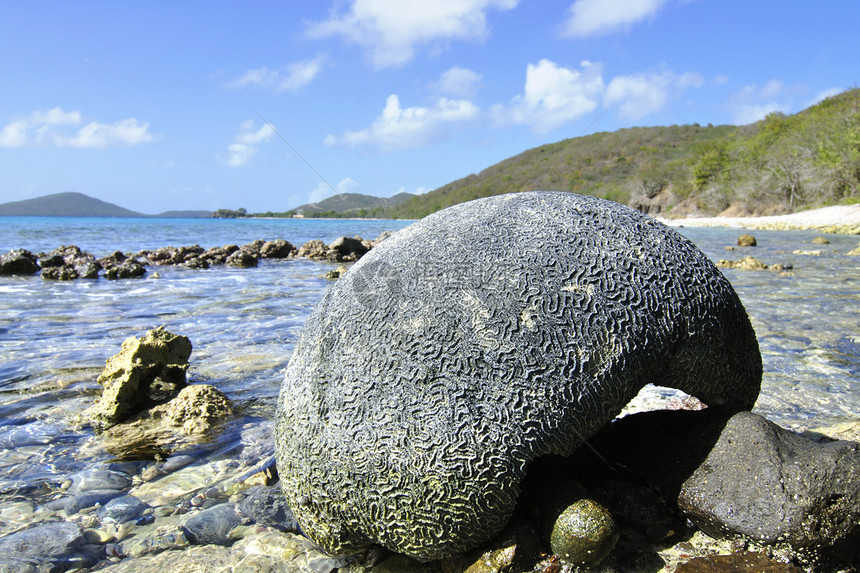 脑珊瑚海滩海景风景支撑天空岩石化石海洋蓝色图片