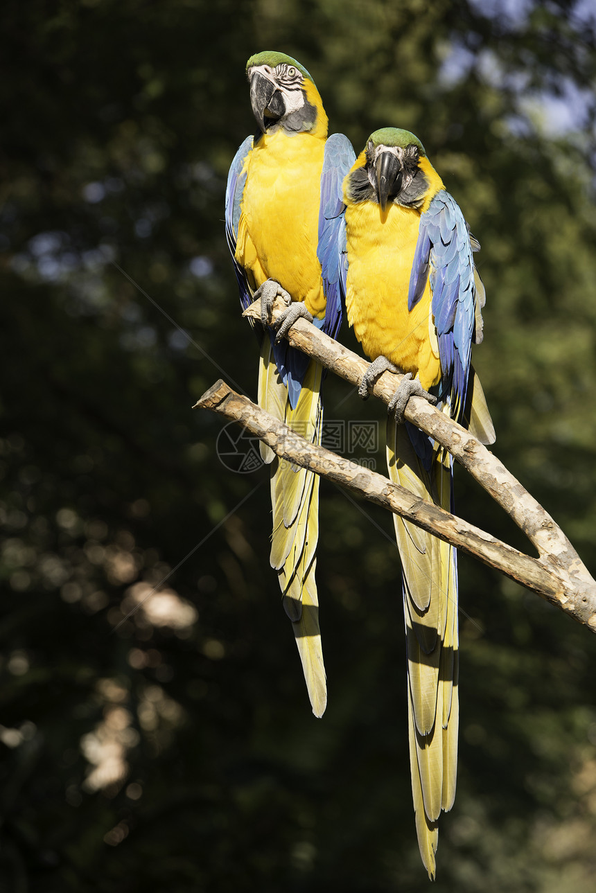 蓝色和黄色动物群野生动物丛林鹦鹉鸟类羽毛图片