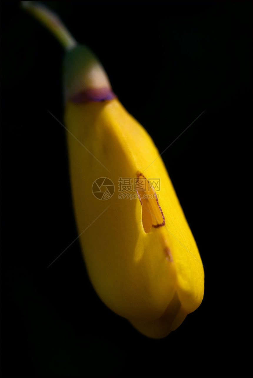 精子天体物理学家公司绿色雌蕊黄色荒野棕色紫色花瓣花粉图片