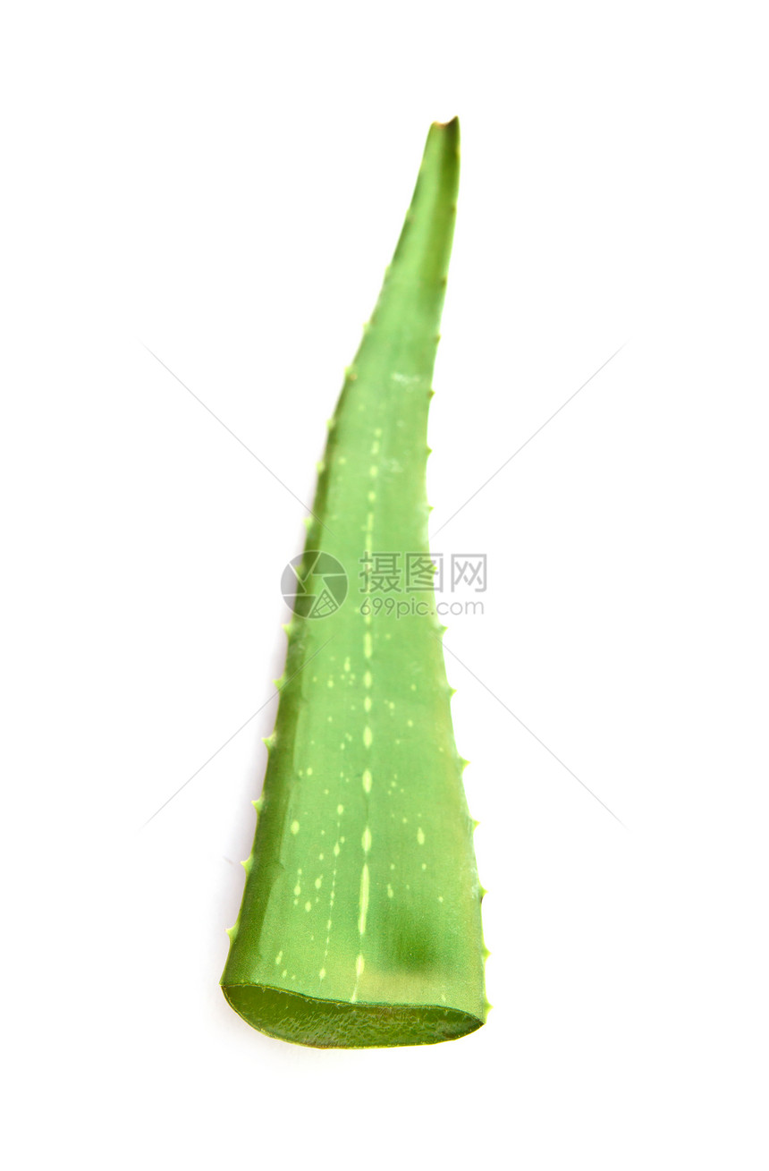 Aloe Vera 新鲜叶片孤立图片