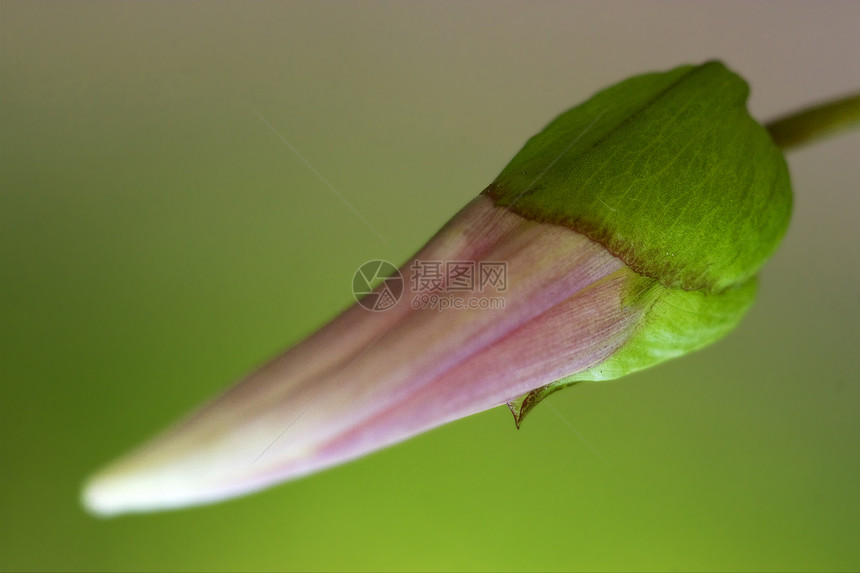 粉红色花朵阵野花长袍花瓣黑色绿色紫色红色粉色雌蕊棕色花粉宏观图片