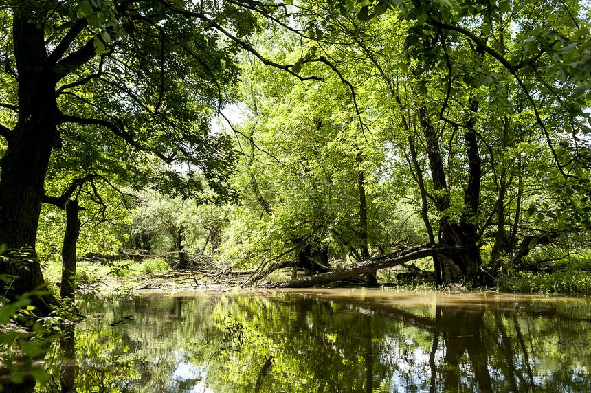 奥地利的中欧丛林 奥地利的中欧丛林世界洪水树木绿色殖民地植物群森林植物沼泽漫滩图片