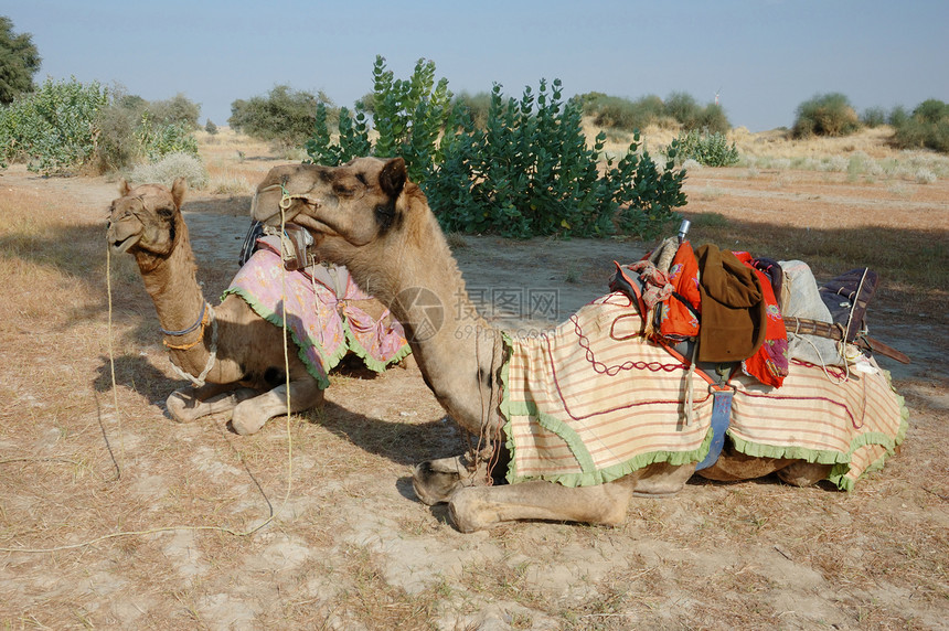 印度拉贾斯坦Thar沙漠的两只阿拉伯骆驼图片