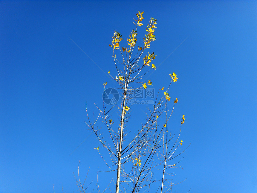花叶叶树木背景树叶植物黄色枝叶蓝色图片