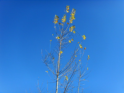 花叶叶树木背景树叶植物黄色枝叶蓝色背景图片