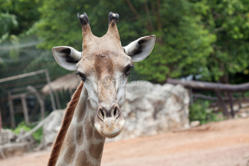 近距离拍摄长颈鹿头部动物荒野野生动物天空衬套鼻子旅游喇叭脖子哺乳动物图片