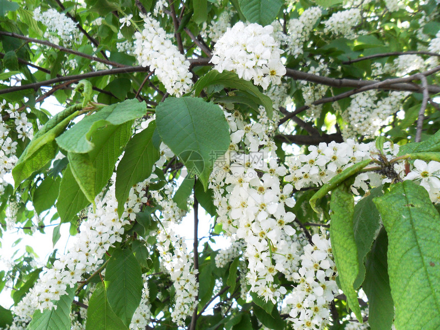 鸟樱花花树叶绿色白色植物学植物群衬套植物花朵图片