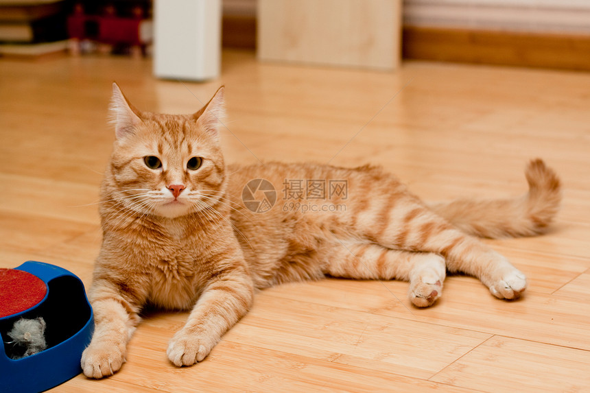 猫虎斑红色猫科地面棕色姿势木头动物水平白色图片
