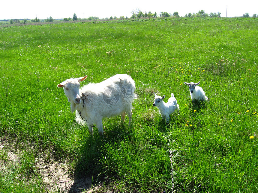 山羊和两个孩子在牧场上畜牧业家畜牛奶喇叭胡子动物群农业农场胡须动物图片