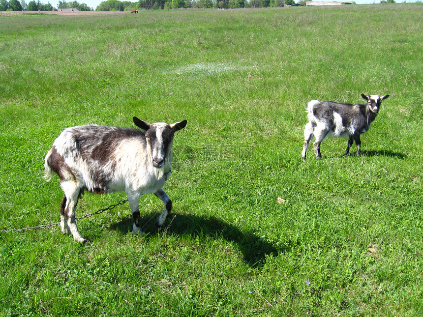 山羊和小孩在牧场上草原家畜孩子动物群胡须小山羊孩子们夫妻牛奶农业图片