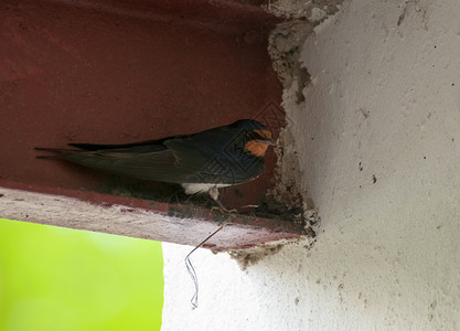 Hirundo 转动动物荒野动物群家燕野生动物高清图片