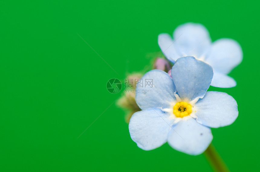 近代野花植物学植物群植物祝福绿色花瓣荒野紫色蓝色图片