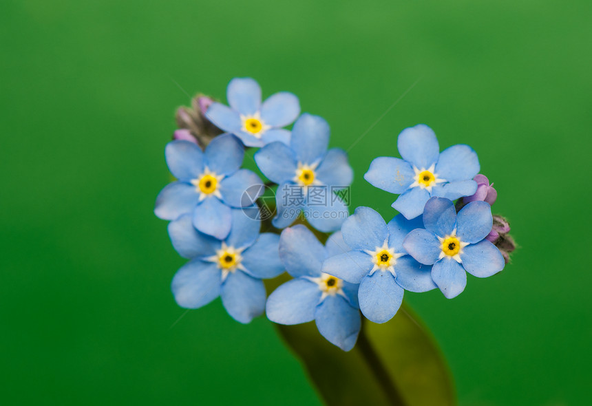 近代花瓣祝福植物植物群绿色花园野花紫色蓝色荒野图片