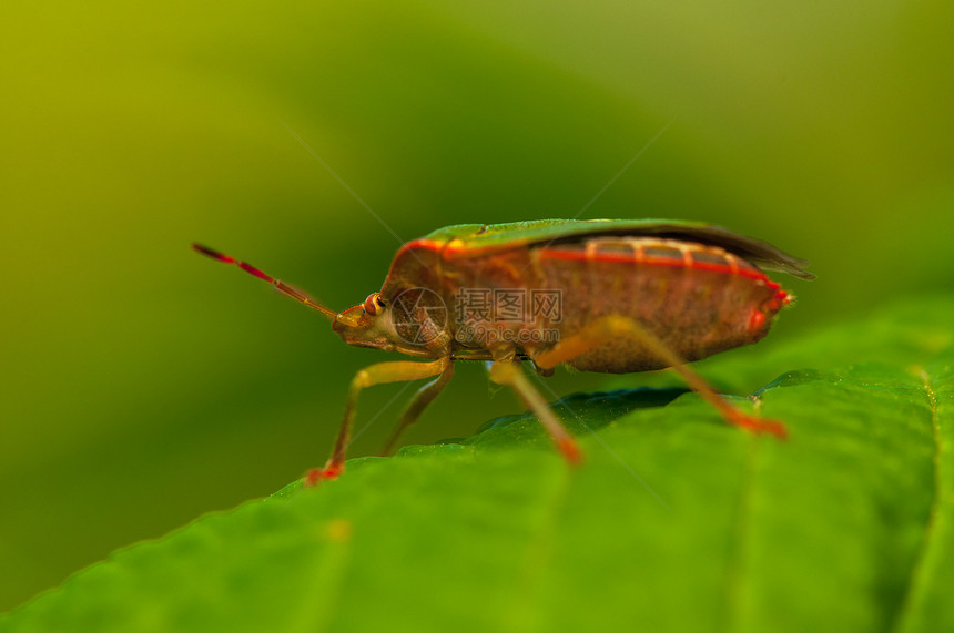 帕洛梅娜帕拉西纳触角甲虫动物群昆虫漏洞宏观翅膀绿色动物野生动物图片