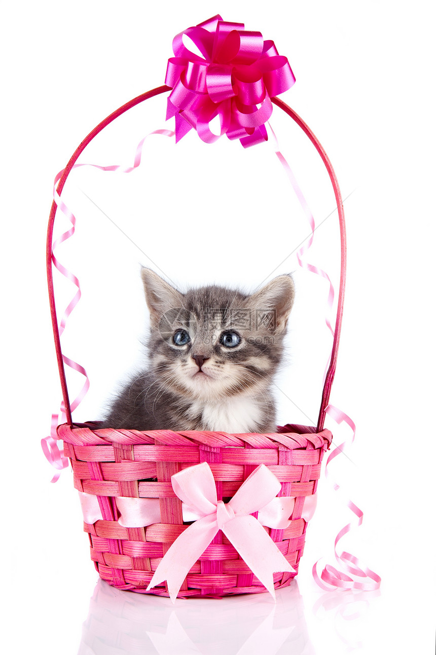 一只粉红色优雅的篮子中的灰猫和弓图片