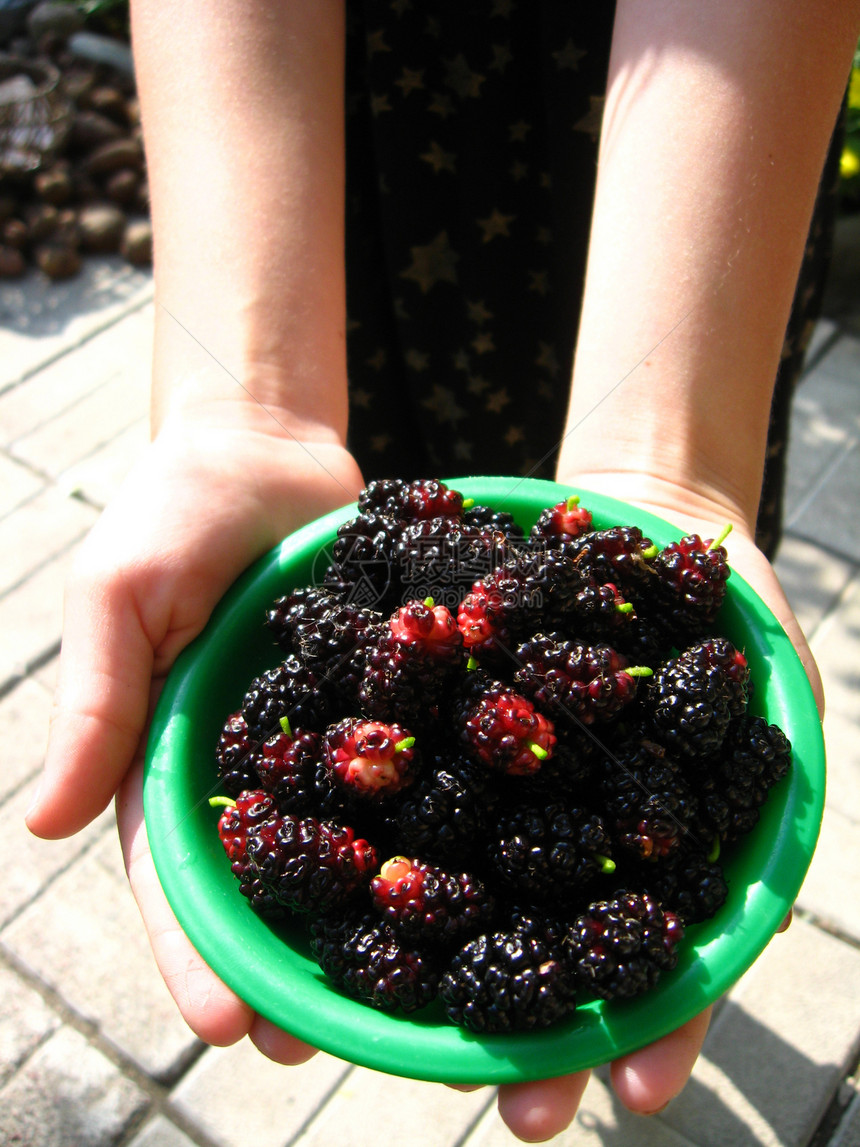 盘子上深熟的黑莓木莓园艺食品健康水果气候花园产品叶子树枝培育图片