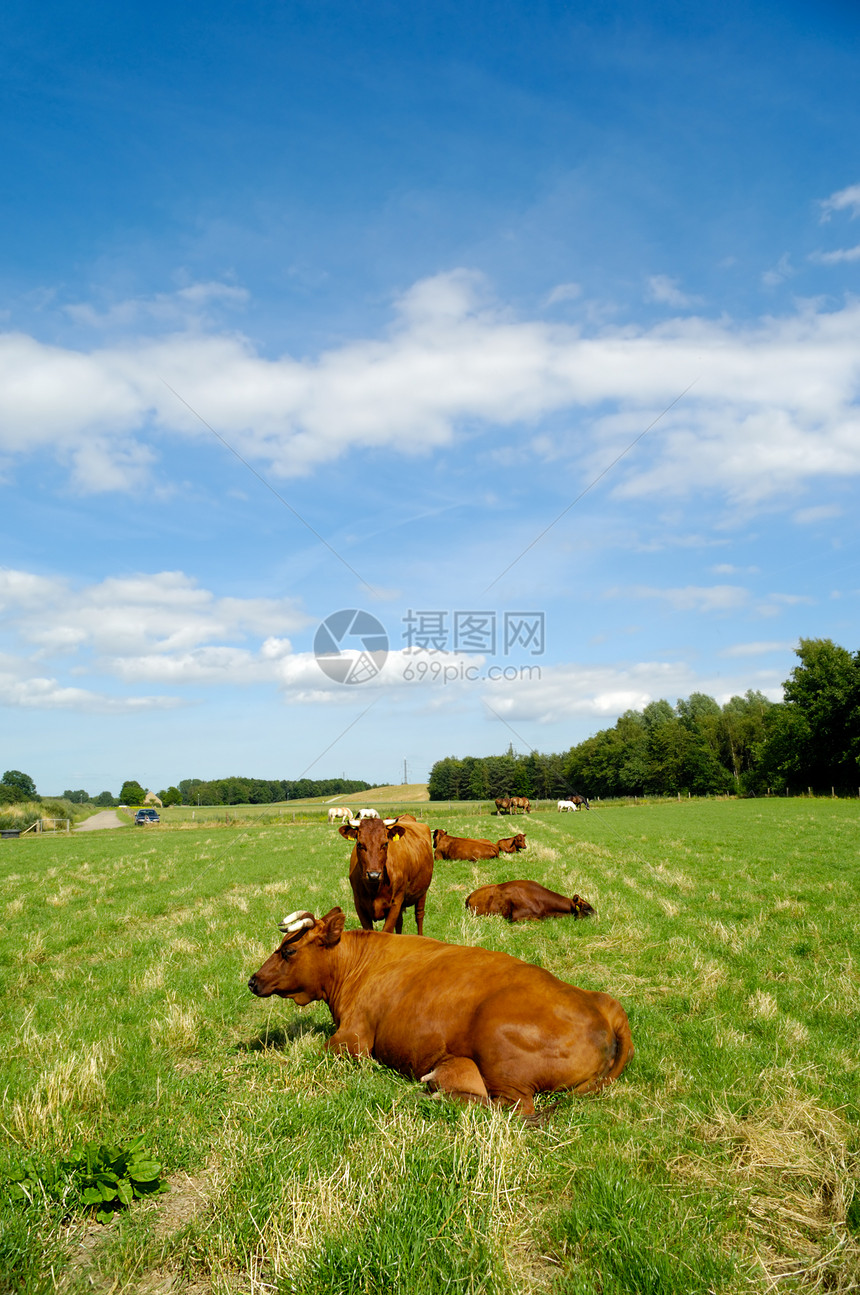绿草上的牛棕色农业白色绿色农田乡村蓝色生活农村动物图片