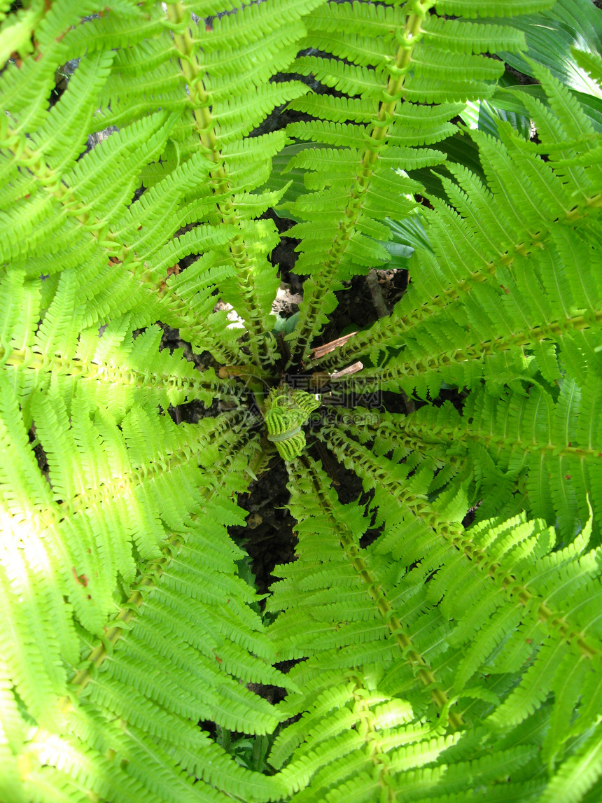 野生树叶的罚款模式蕨类生长植物学植物群生物学温室植物深绿色卷曲叶状体图片