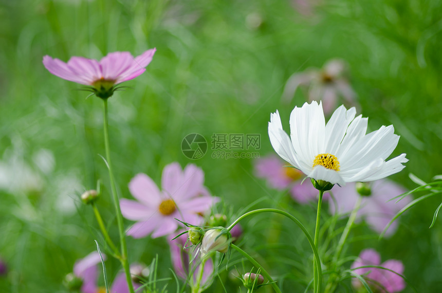粉红和白白宇宙花朵植物粉色花园植物学植物群图片
