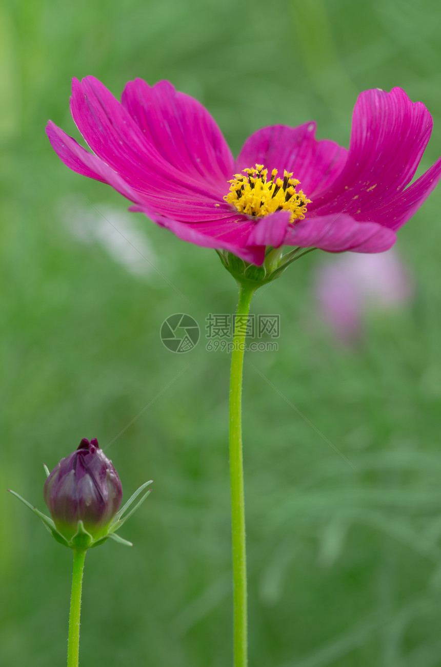 粉粉宇宙花朵粉色植物群植物花园植物学图片