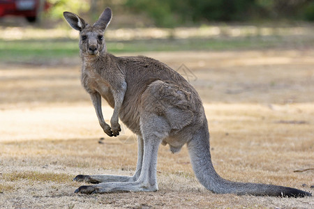 澳大利亚格兰比亚大灰形袋鼠动物旅行荒野大灰动物群野生动物假期哺乳动物背景图片