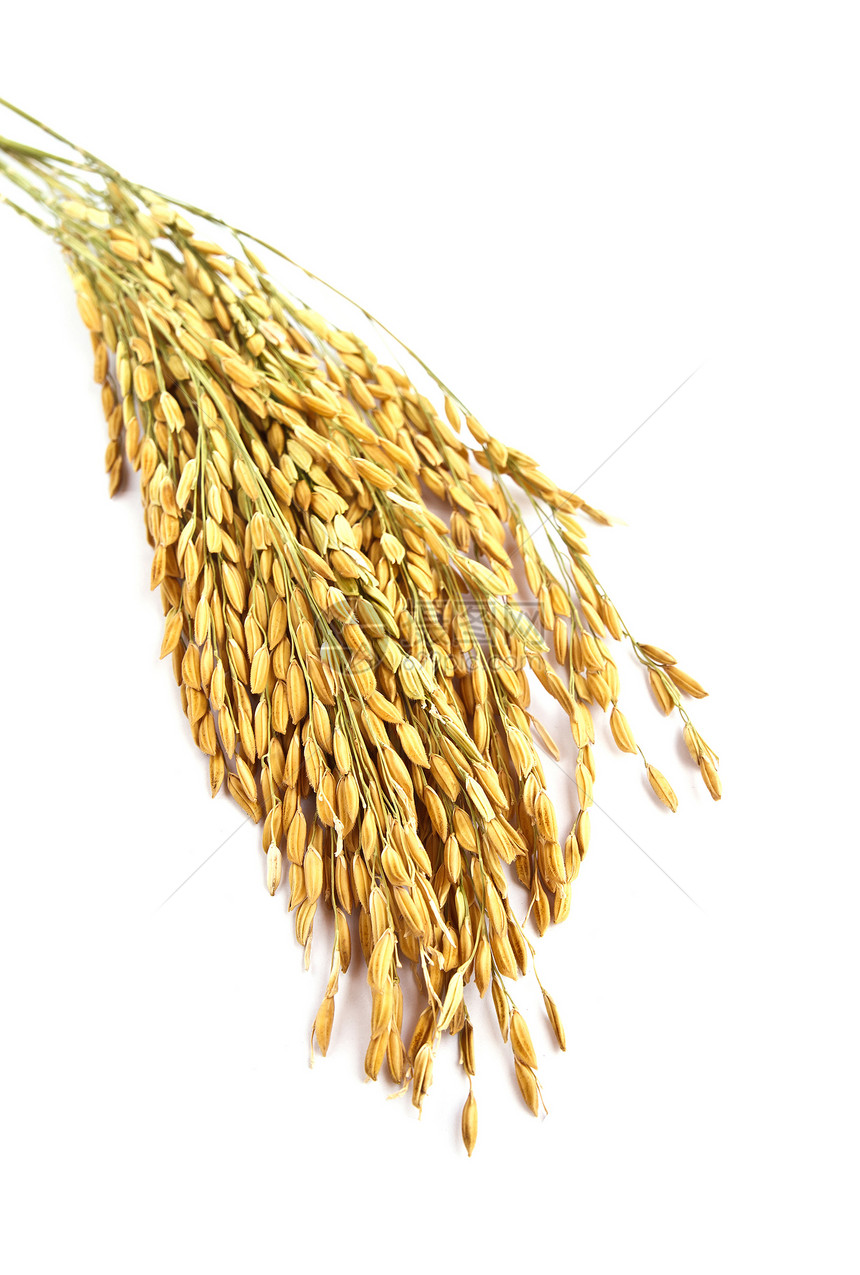 白色背景上孤立的小麦大麦宏观金子食物植物粮食生长收成营养耳朵图片