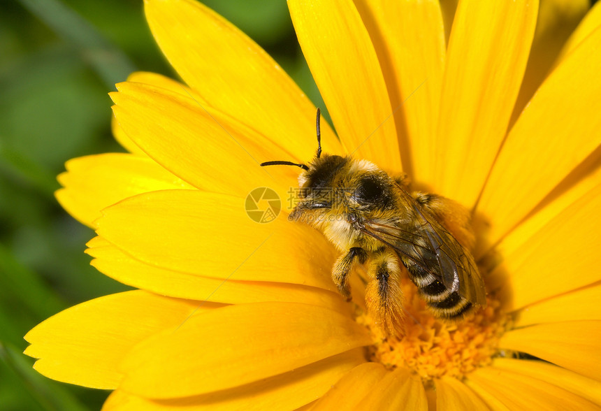 b 黄花上的大黄蜂美丽荒野翅膀花园条纹熊蜂绿色蜜蜂花瓣植物图片