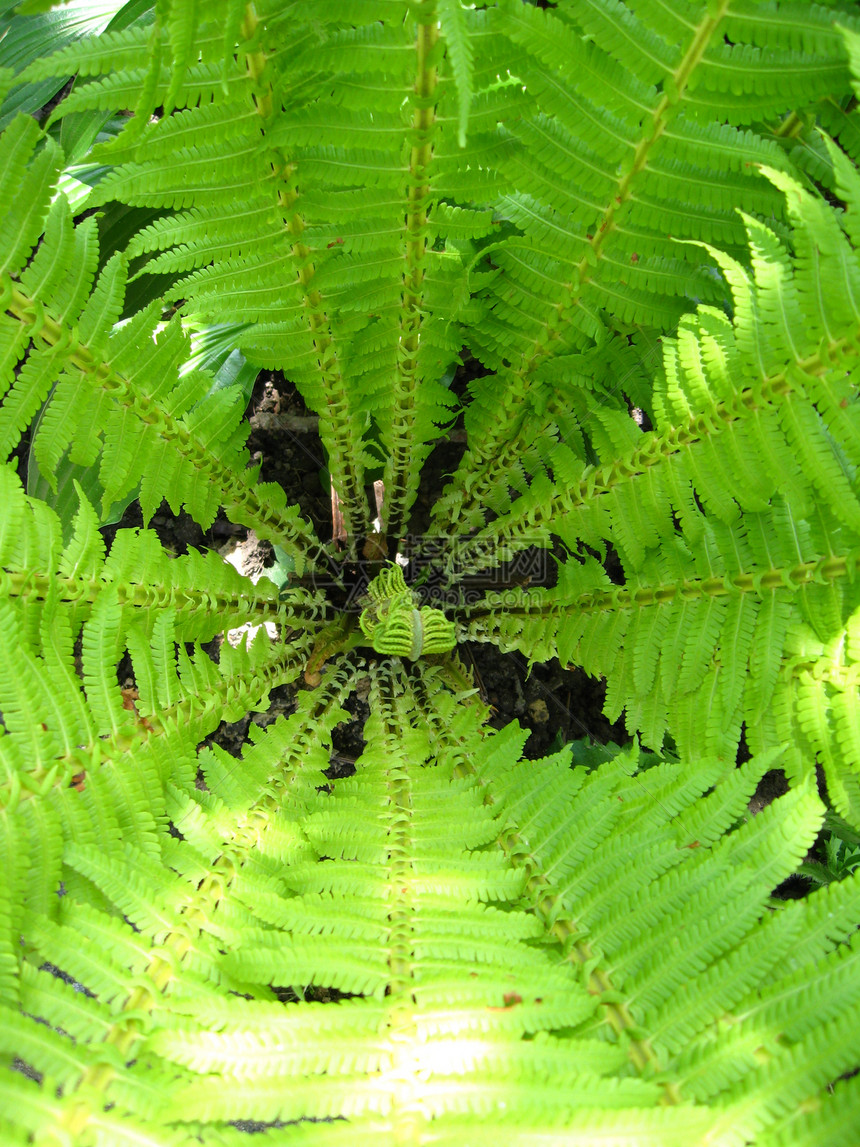 野生树叶的罚款模式民众蕨类深绿色叶子生物学森林生长绿色植物丛林叶状体图片