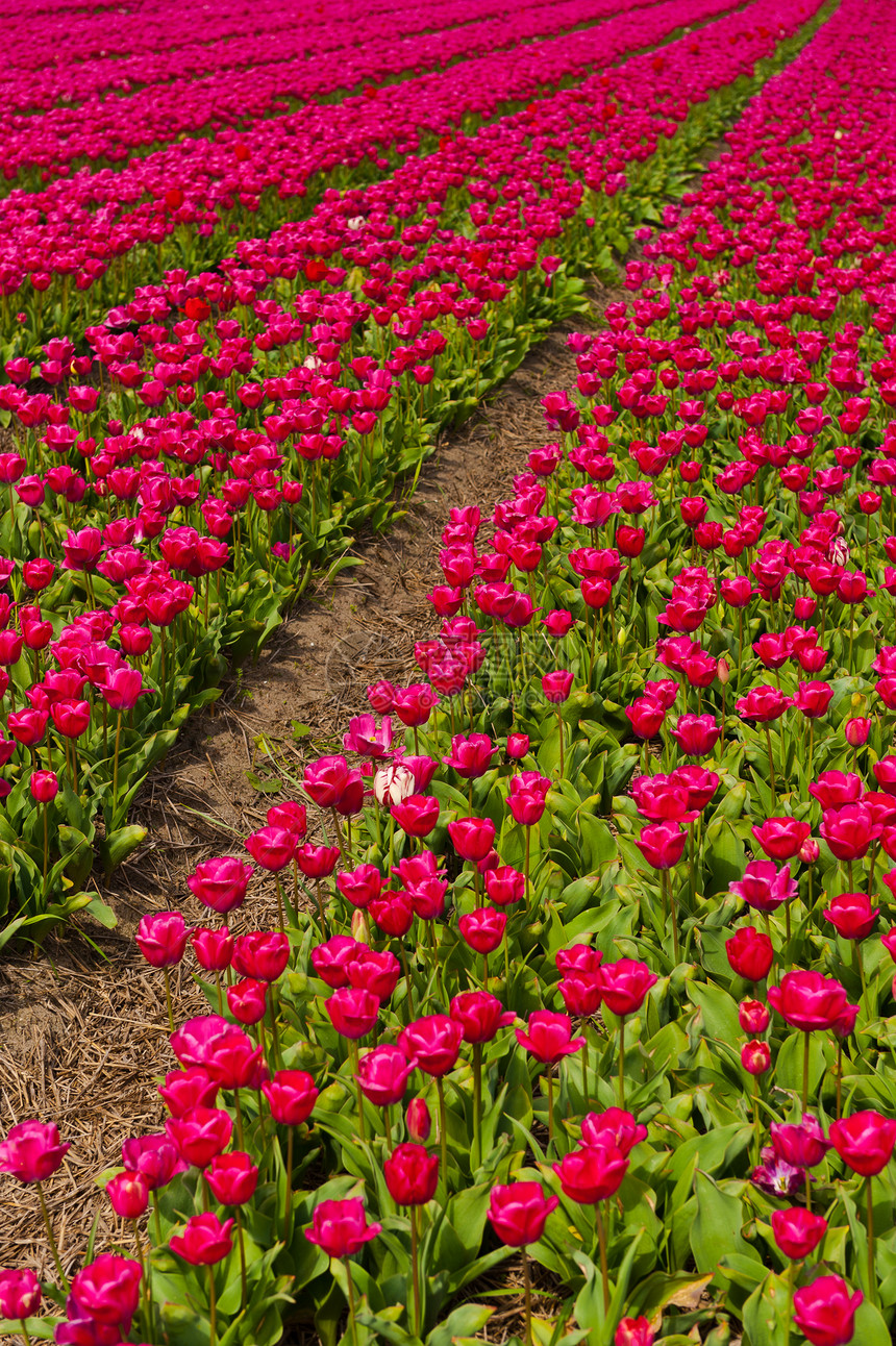 Tullips 字段礼物国家场地种植园生长农村花瓣季节花束收成图片