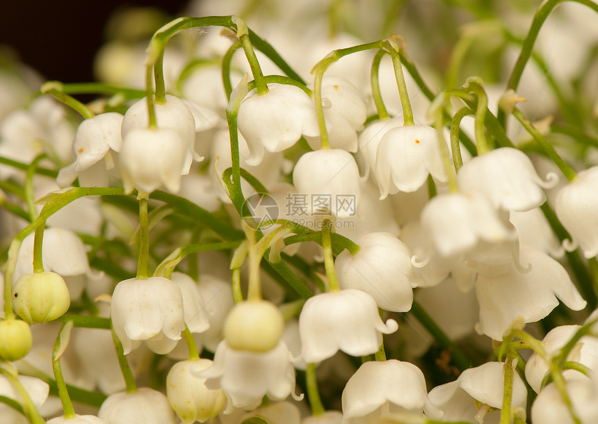 山谷的百丽天梯浪漫花园森林梯子季节花瓣荒野香味植物群图片