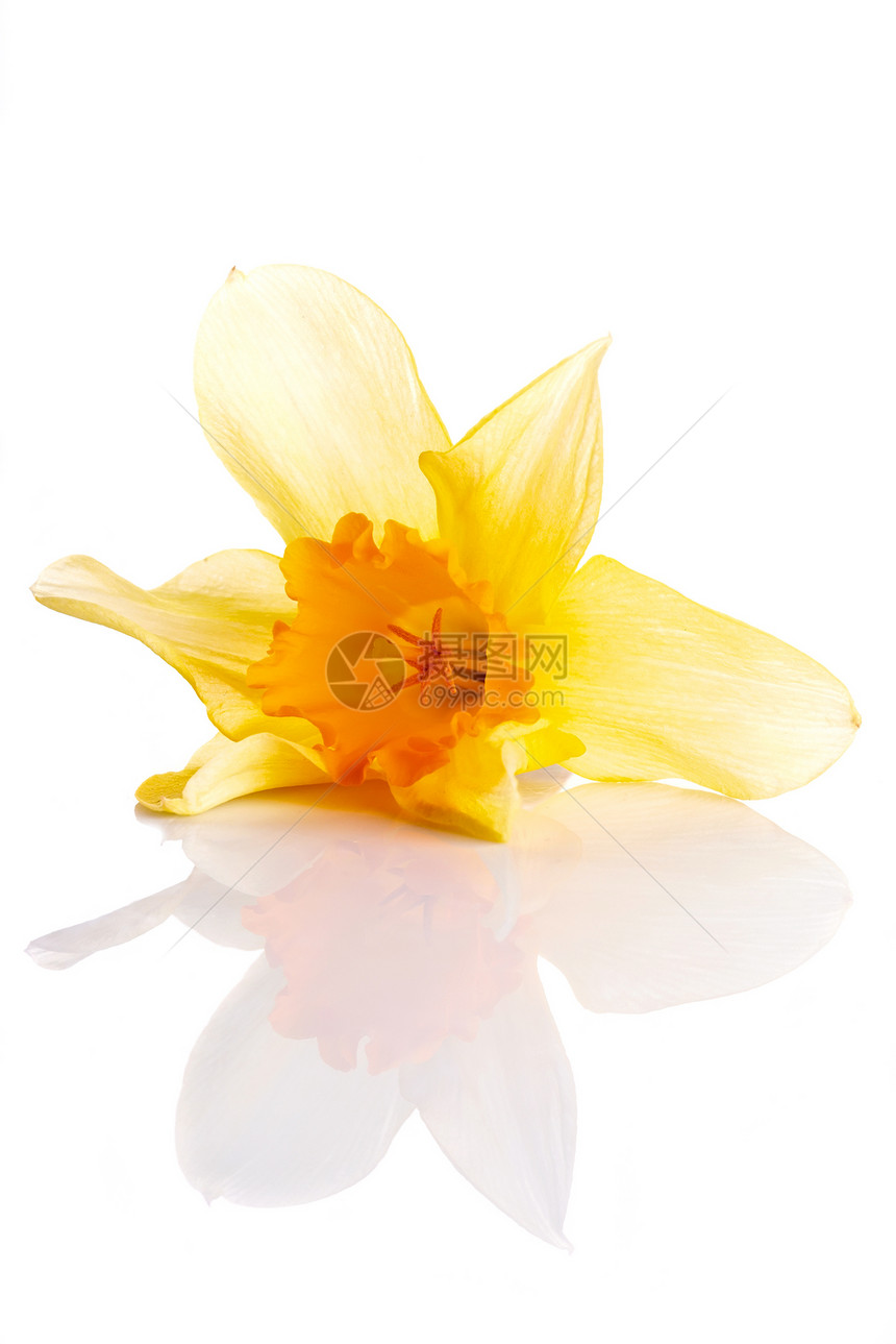 内晶花花瓣黄色季节水仙花叶子活力生命植物橙子花期图片