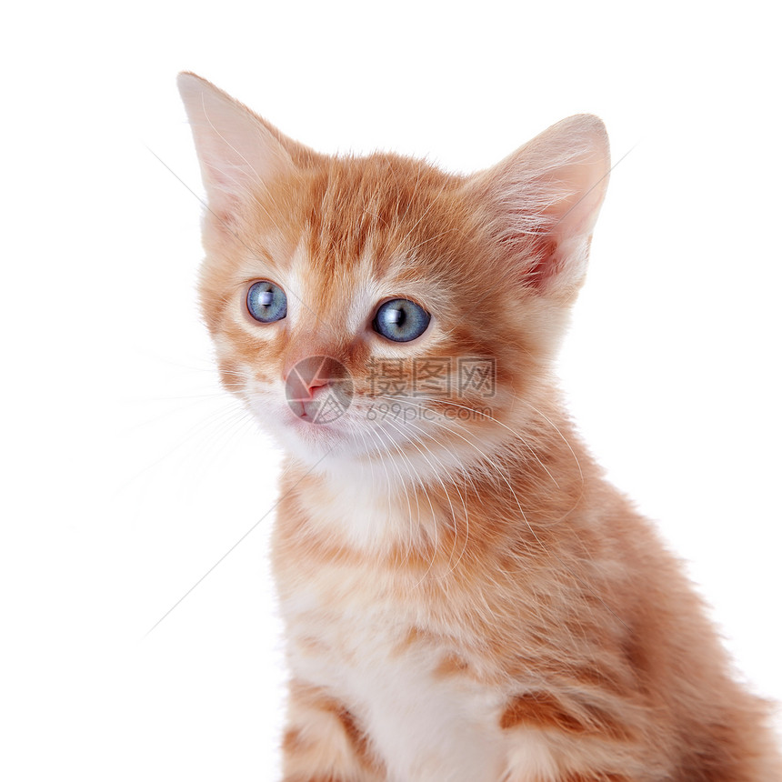 红色条纹小猫的肖像图片