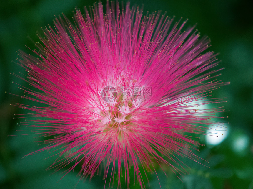 波斯丝绸树粉色植物群热带含羞草绿色耐力合欢树香味花瓣植物图片