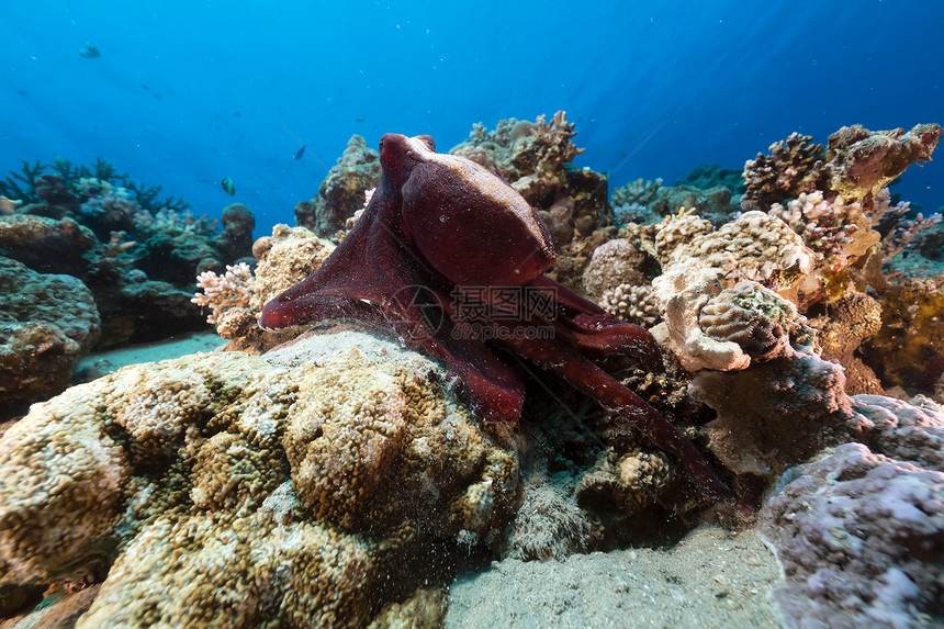 红海的珊瑚礁章鱼章鱼热带天堂珊瑚阳光太阳光海景植物射线太阳异国图片