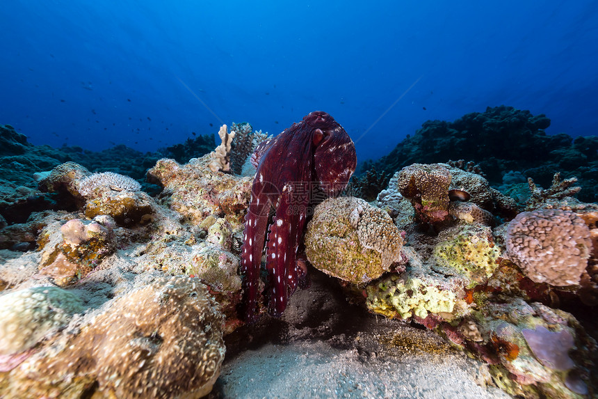 红海的珊瑚礁章鱼章鱼海景热带潜水太阳阳光太阳光海洋盐水射线蓝色图片