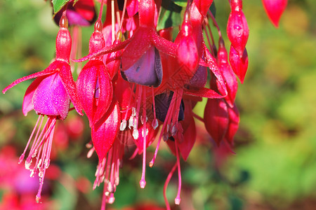 Fuchsia 花朵花粉紫红色紫色背景图片