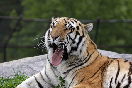 Yawing 西伯利亚虎动物园食肉野猫胡须动物哺乳动物条纹濒危物种捕食者背景图片