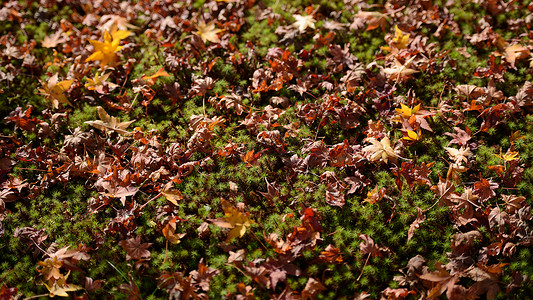 秋秋绿植物地上的树叶背景图片