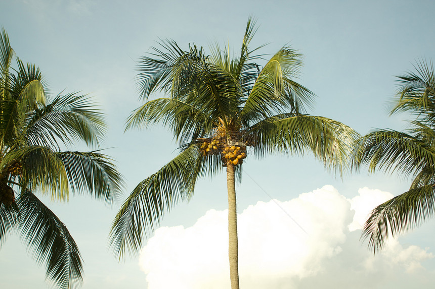 热带热带东部蓝色叶子海岸植被棕榈天堂树叶旅游旅行海洋图片