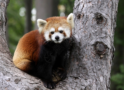 红熊猫哺乳动物树干登山者动物濒危大熊猫背景图片