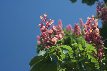 普拉兹尼克基辅粉红花栗树植物学蜡烛树叶板栗传统绿色花园花朵胜利粉色背景