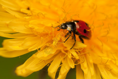 立体虫荒野动物眼睛花园甲虫植物群漏洞季节植物宏观高清图片