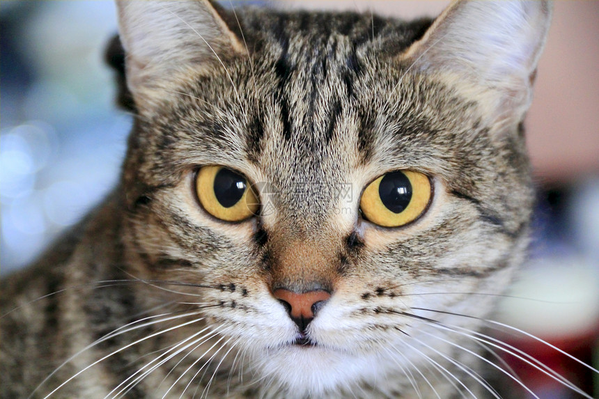 黄眼猫的肖像黄色条纹胡须胡子鬓角宠物蓝色眼睛动物哺乳动物图片