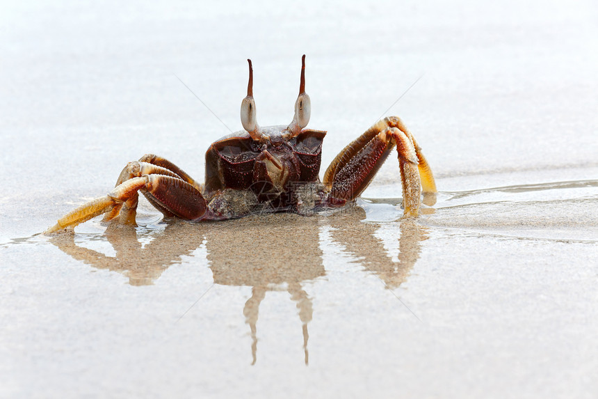 螃蟹海岸线甲壳类动物群海洋姿势海滩癌症动物照片图片