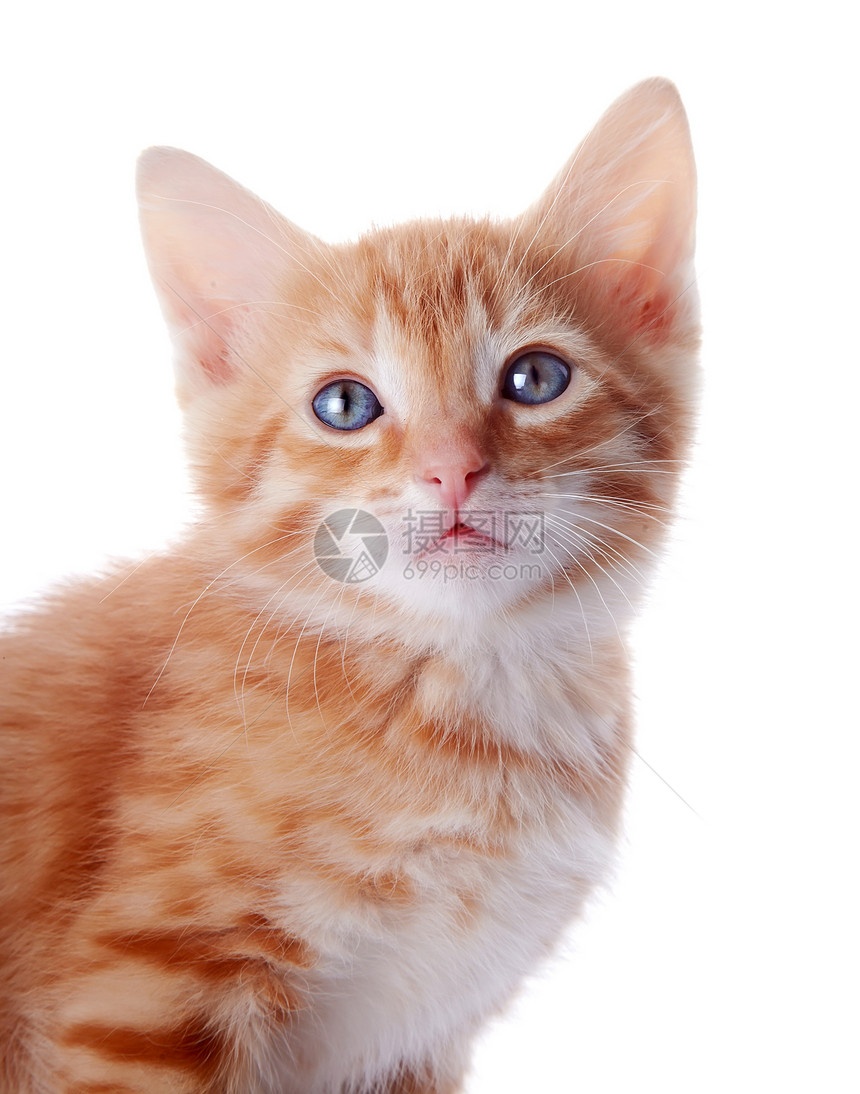 一只蓝眼睛的红条纹小猫的肖像图片