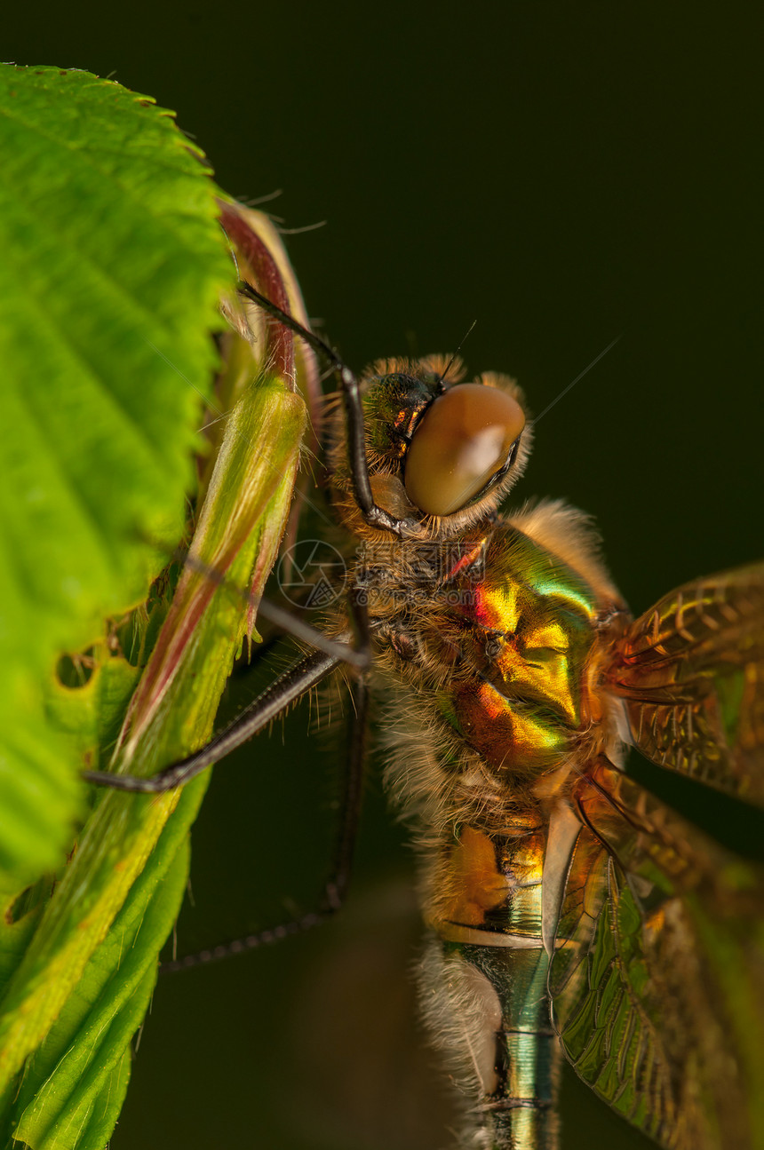 立方体栖息昆虫口器转型成人荒野脆弱性蜕皮身体翅膀图片