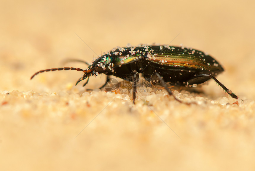 颜色地面照片宏观盖子昆虫学荒野甲虫捕食者天线漏洞图片