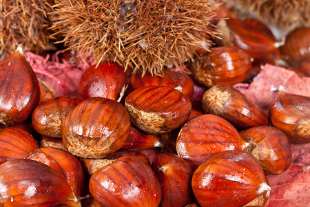 栗子棕色水果季节性食物背景图片
