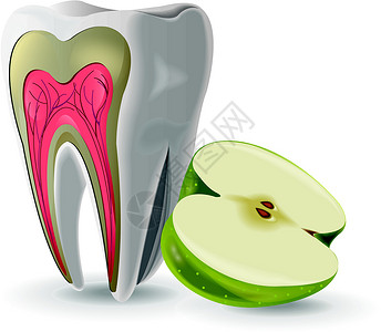 牙本质使用苹果的牙牙结构插画
